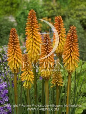 botanic stock photo Kniphofia