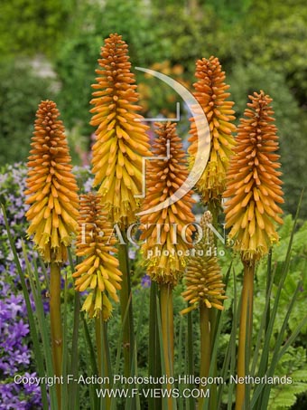 botanic stock photo Kniphofia