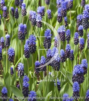 botanic stock photo Muscari