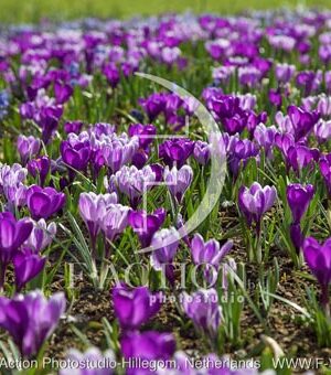 botanic stock photo Crocus