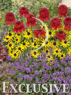 botanic stock photo Mixed