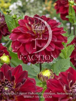 botanic stock photo Dahlia