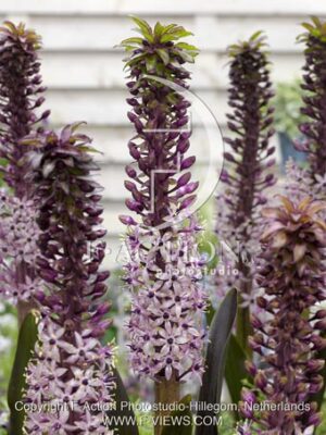botanic stock photo Eucomis