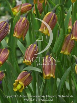 botanic stock photo Fritillaria