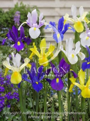 botanic stock photo Iris