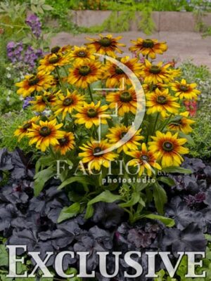 botanic stock photo Rudbeckia
