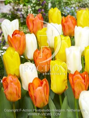 botanic stock photo Tulipa