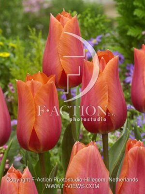 botanic stock photo Tulipa
