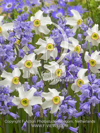 botanic stock photo Hyacinthoides