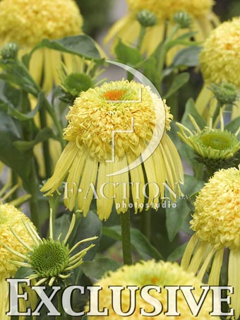 botanic stock photo Echinacea