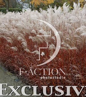 botanic stock photo Miscanthus