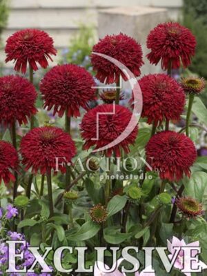 botanic stock photo Echinacea