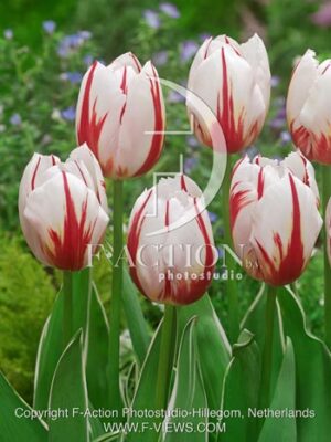 botanic stock photo Tulipa