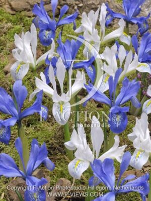 botanic stock photo Iris