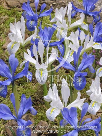 botanic stock photo Iris