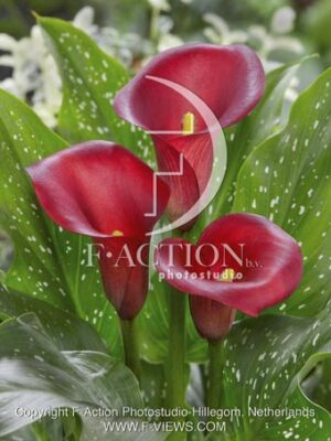 botanic stock photo Zantedeschia