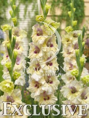 botanic stock photo Gladiolus