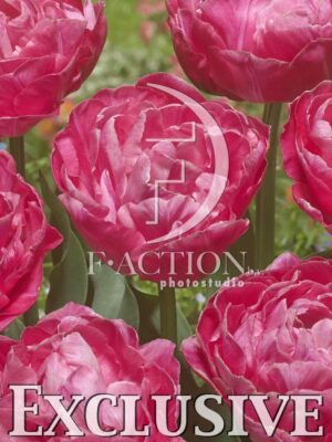 botanic stock photo Tulipa