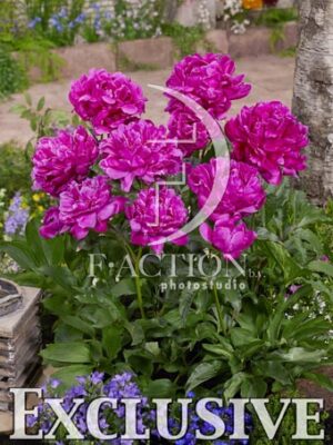 botanic stock photo Paeonia