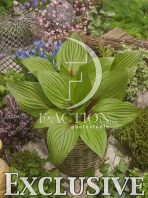 botanic stock photo Hosta