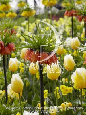 botanic stock photo Spring flowers