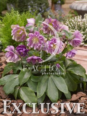 botanic stock photo Helleborus