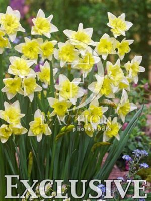 botanic stock photo Narcissus