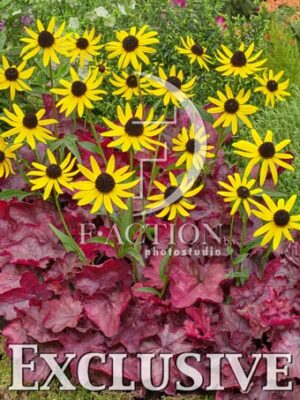 botanic stock photo Mixed