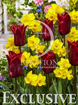 botanic stock photo Narcissus