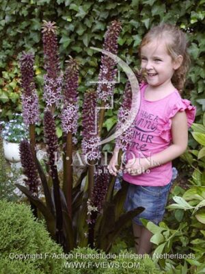 botanic stock photo Eucomis