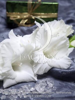 botanic stock photo Gladiolus
