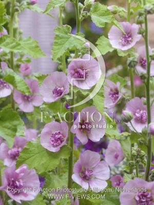 botanic stock photo Alcalthaea