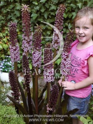 botanic stock photo Eucomis
