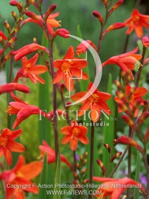 botanic stock photo Crocosmia