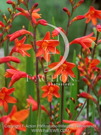 botanic stock photo Crocosmia