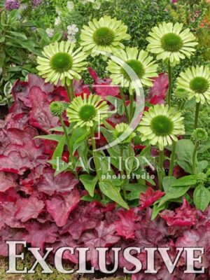 botanic stock photo Mixed