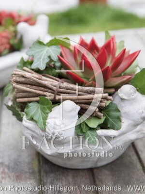 botanic stock photo Sempervivum