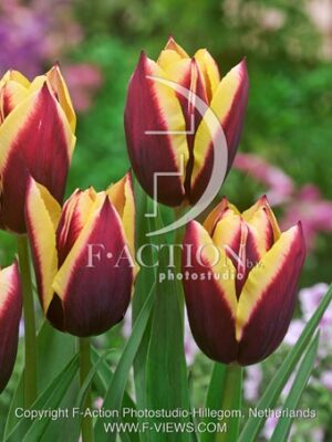botanic stock photo Tulipa