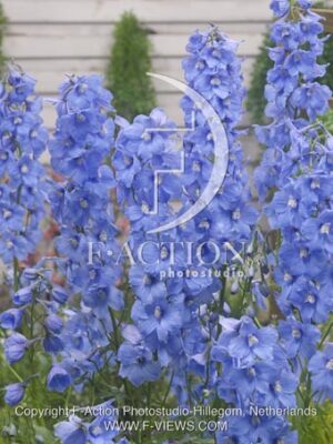 botanic stock photo Delphinium