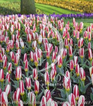 botanic stock photo Tulipa