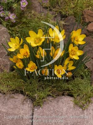 botanic stock photo Crocus