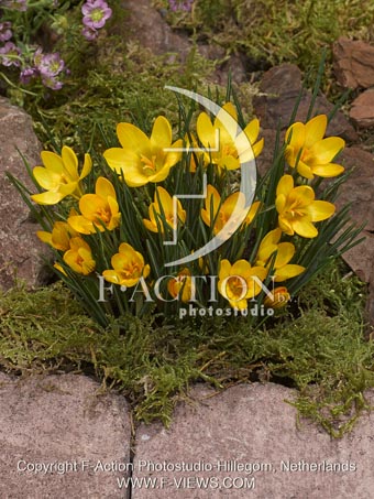 botanic stock photo Crocus