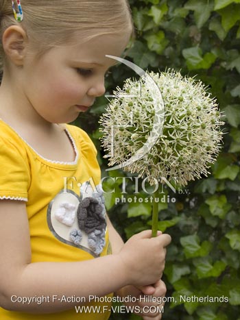 botanic stock photo Allium