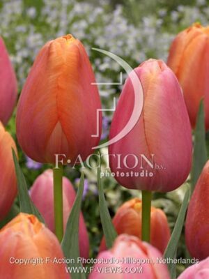 botanic stock photo Tulipa