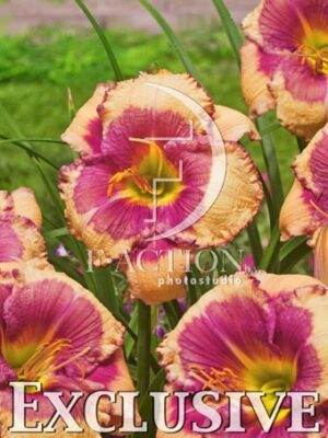 botanic stock photo Hemerocallis
