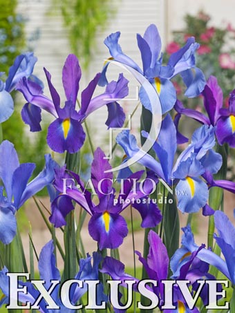 botanic stock photo Iris