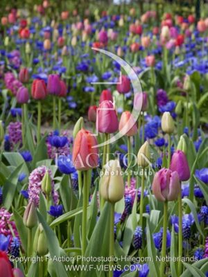 botanic stock photo Spring Garden