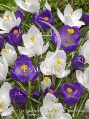 botanic stock photo Crocus