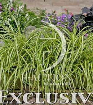 botanic stock photo Carex