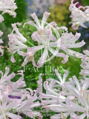 botanic stock photo Nerine